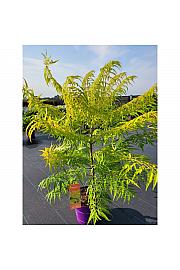 Rhus typhina Tiger Eyes® C10 Lit. 80-100 cm