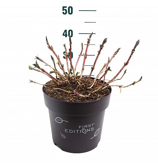 Hydrangea macrophylla Eclipse Purple C10 Lit. 30-40 cm