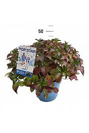 Hydrangea E.S. Pop Star® Blue C10 Lit. 30-35 cm