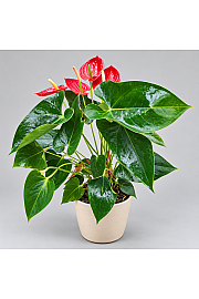 Anthurium andr. Ø12 Red