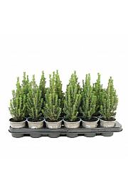 Taxus media Hicksii Ø9