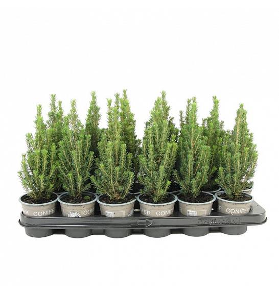 Taxus media Hicksii Ø9