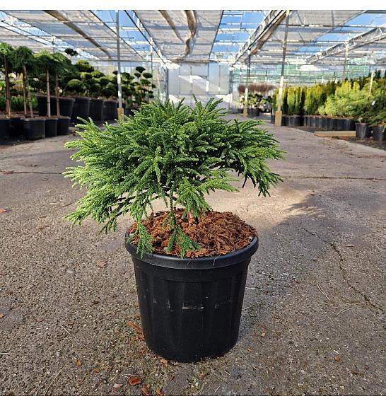 Cryptomeria japonica Little Champion C8 Lit. 30/+ cm