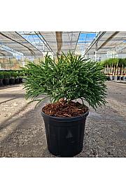 Cryptomeria japonica Little Champion C8 Lit. 30/+ cm