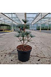 Sciadopitys verticillata Green Diamond C3 Lit. 15-20 cm