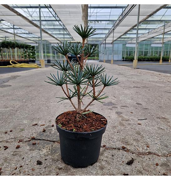 Sciadopitys verticillata Green Diamond C3 Lit. 15-20 cm