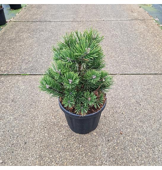 Pinus mugo Gnom C6 Lit. 25-30 cm