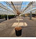 Larix kaempferii Kornick C15 Lit. Na steblu 40 cm