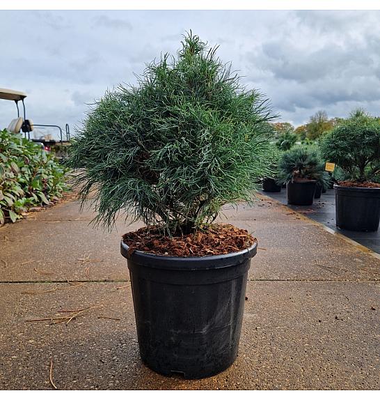 Pinus strobus Green Twist C18 Lit. 40-50 cm