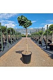 Ginkgo biloba Troll C18 Lit. Na steblu 80 cm