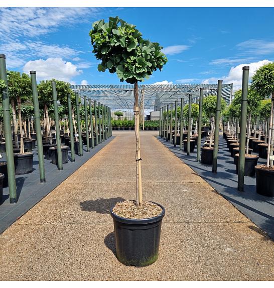 Ginkgo biloba Troll C18 Lit. Na steblu 80 cm