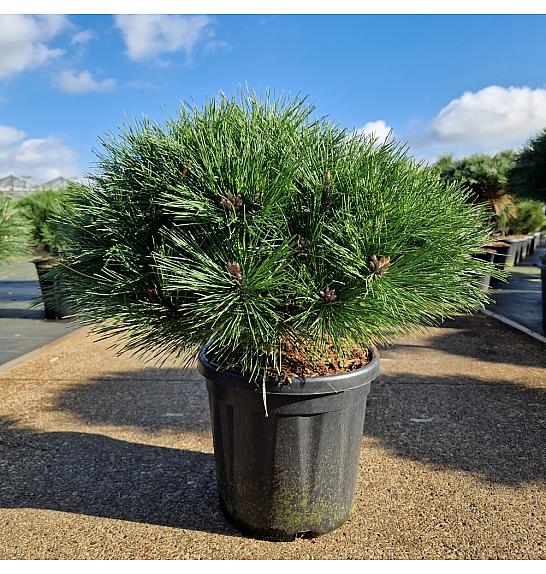 Pinus nigra Brepo® C18 Lit.Na steblu 10 cm Krošnja 40-50 cm