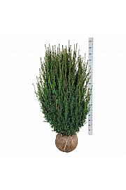 Taxus media Hicksii bala 120-140 cm extra