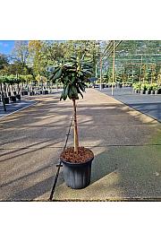 Rhododendron (Y) Fantastica C15 Lit. Na steblu 60 cm