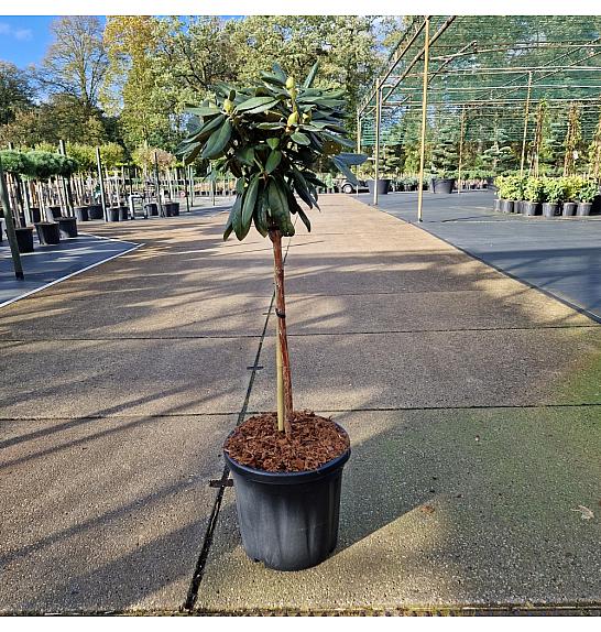 Rhododendron (Y) Fantastica C15 Lit. Na steblu 60 cm