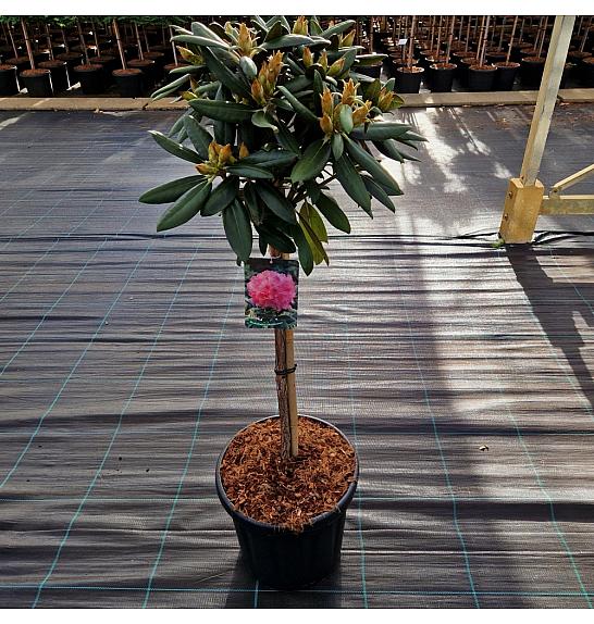 Rhododendron (Y) Kalinka C15 Lit. Na steblu 60 cm