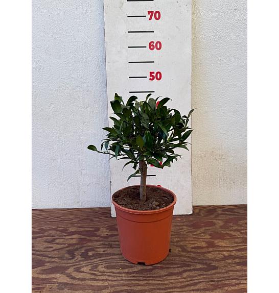 Citrus floridana Limequat Ø17 Na steblu 20 cm