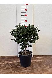 Citrus australasica Caviale Ø20 Na steblu 30 cm