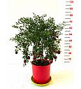 Citrus australasica Caviale Ø20 Na steblu 30 cm