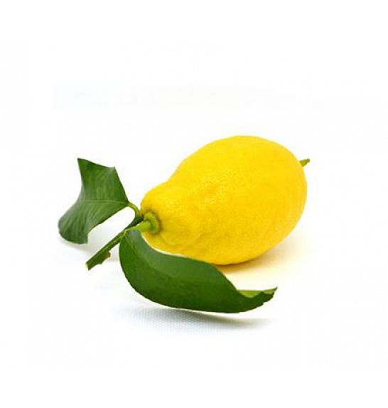 Citrus sinensis Limon Lunario Ø24 Na steblu 50 cm