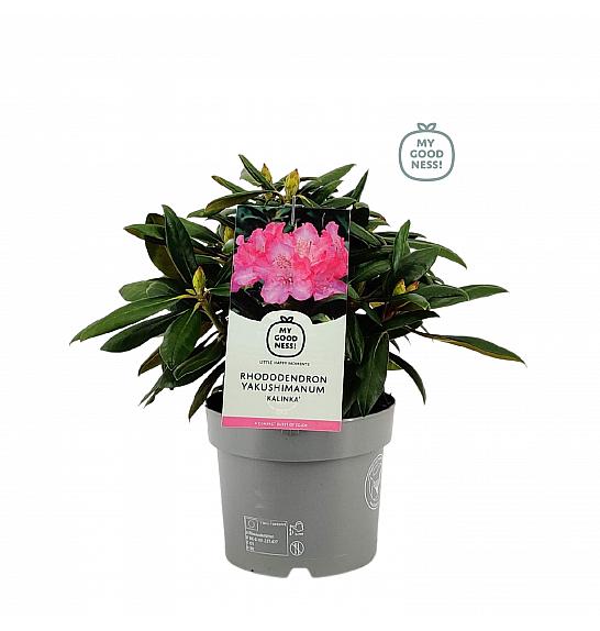 Rhododendron hybrid Kalinka C4 Lit. 25-35 cm
