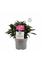 Rhododendron hybrid Kalinka C4 Lit. 30-40 cm