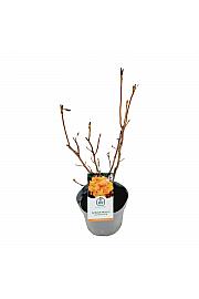 Azalea mollis Goldköpfchen C5 Lit. 40-50 cm