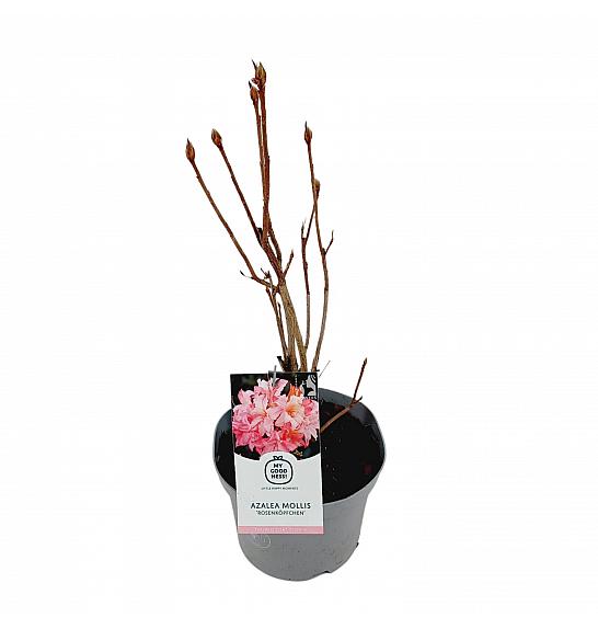 Azalea mollis Rosenköpfchen C5 Lit. 40-50 cm