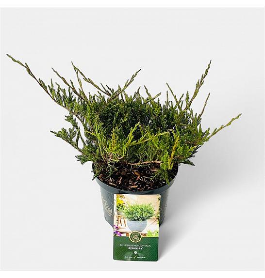 Juniperus horizontalis Agnieszka C2,5 Lit. 20-25 cm