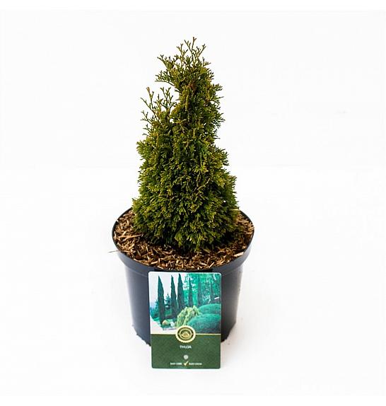 Thuja occidentalis Maks C2,5 Lit. 25-30 cm