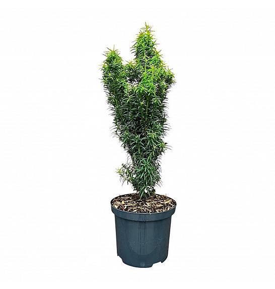 Taxus baccata Littfass C2,5 Lit. 40-50 cm