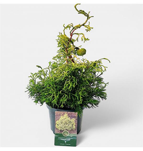 Chamaecyparis obtusa Tsatsumi Gold C2,5 Lit. 20-25 cm
