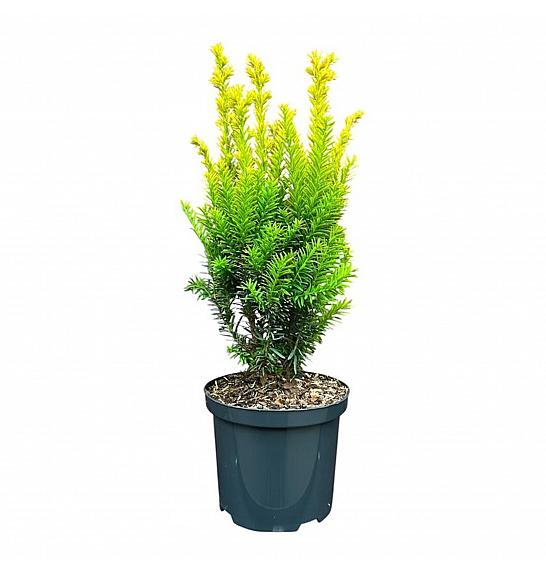 Taxus baccata Jaloko Sunrise GA C2,5 Lit. 30-40 cm