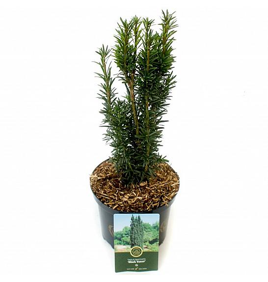 Taxus baccata Black Tower C2,5 Lit. 20-25 cm