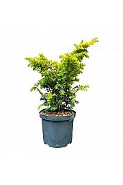 Taxus baccata Kupfergold C5 Lit. 30-40 cm