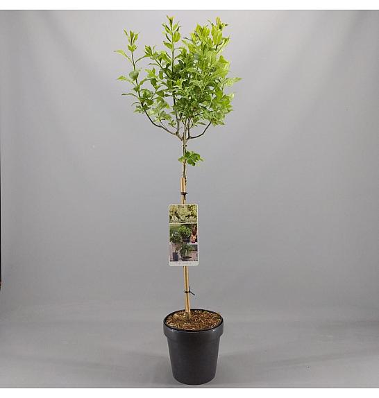 Syringa prestoniae Agnes Smith C10 Lit. Na steblu 100 cm