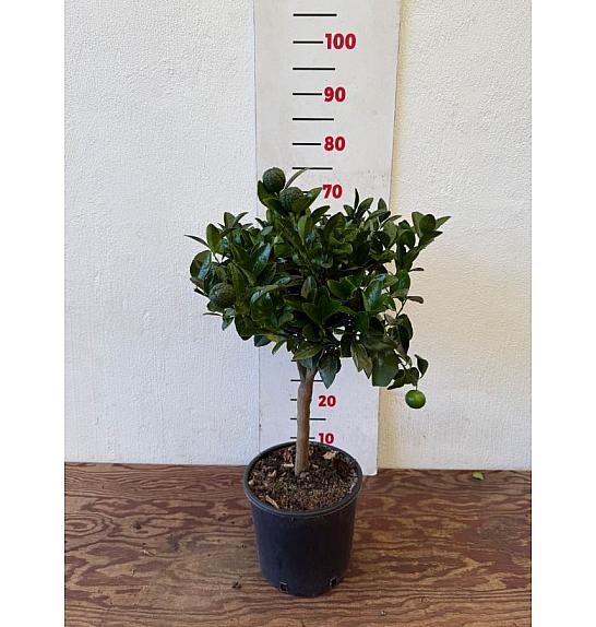 Citrus limetta Pursha Ø20 Na steblu 30 cm