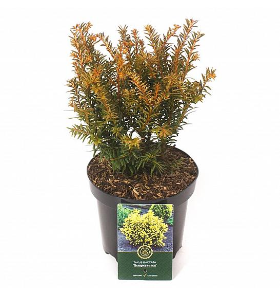 Taxus baccata Semperaurea C2,5 Lit. 25-30 cm
