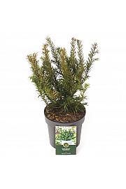 Taxus baccata Repandens C2,5 Lit. 20-25 cm