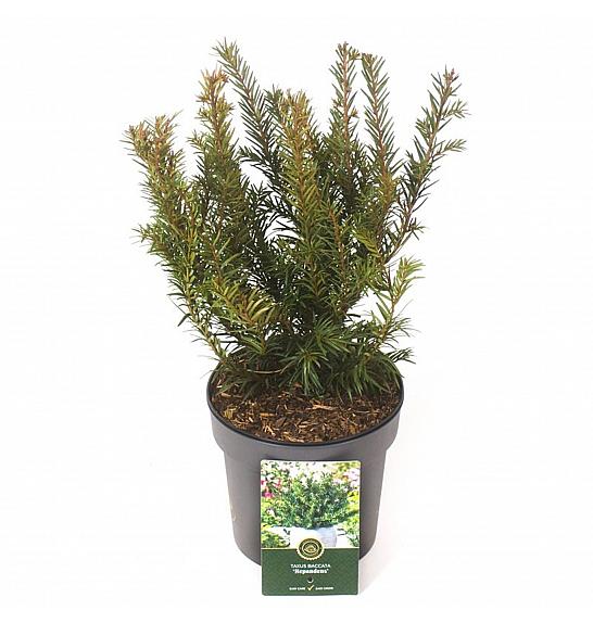 Taxus baccata Repandens C2,5 Lit. 25-30 cm