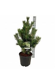 Pinus nigra Oregon Green C15 Lit. 60-80 cm