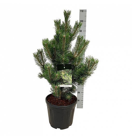 Pinus nigra Oregon Green C15 Lit. 60-80 cm