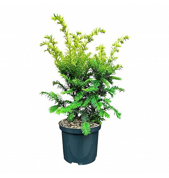 Taxus baccata Kupfergold C2,5 Lit. 25-30 cm