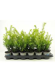 Taxus baccata GoldStrike PBR Ø9