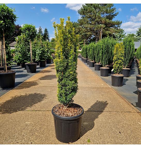 Taxus baccata Fastigiata David C15 Lit. 70-80 cm