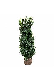 Prunus laurocerasus Genolia ® bala 175-200 cm extra