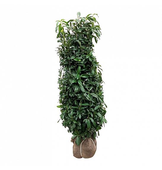 Prunus laurocerasus Genolia ® bala 175-200 cm extra