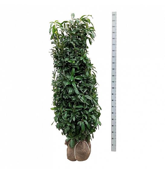 Prunus laurocerasus Genolia ® bala 175-200 cm extra