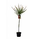 Salix integra Hakuro Nishiki C4 Lit. 80-100 cm Na steblu 80 cm