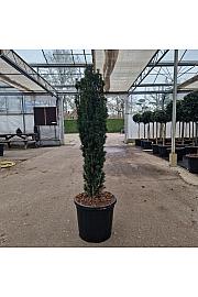 Taxus baccata Fast. Robusta C20 Lit. 90-100 cm